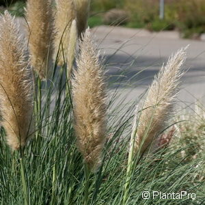 Cortaderia selloana'Rosea'