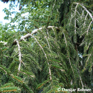 Picea orientalis'Aureospicata'