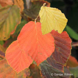 Hamamelis intermedia (x)'Diane'