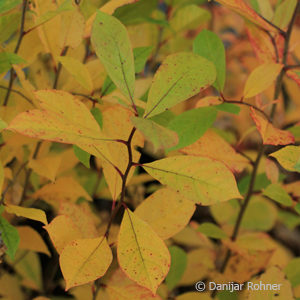 Nyssa sylvatica