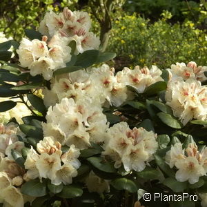 Rhododendron (Wardii-Gruppe)'Goldbukett'