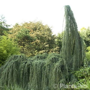 Cedrus libani'Glauca Pendula'