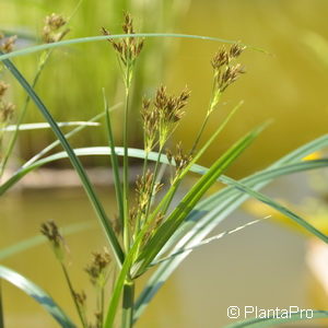 Cyperus longus