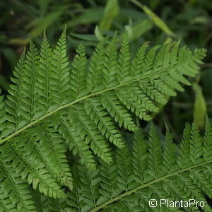 Polystichum aculeatum