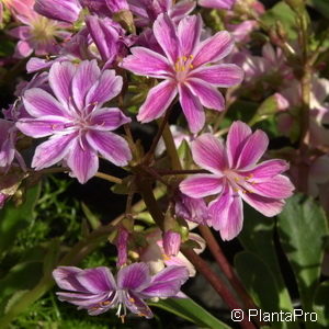 Lewisia cotyledon