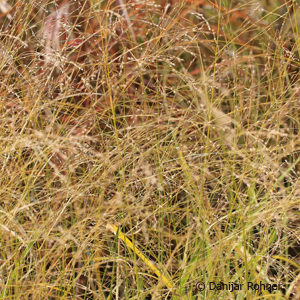 Panicum virgatum'Rehbraun'