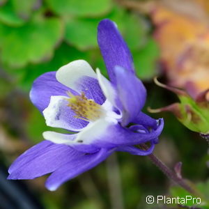 Aquilegia caeruleablauweiss