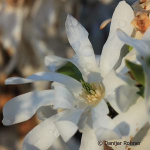 Magnolia stellata