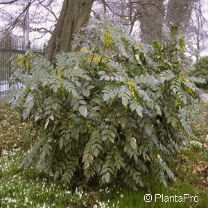 Mahonia bealei