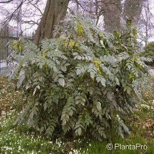 Mahonia bealei