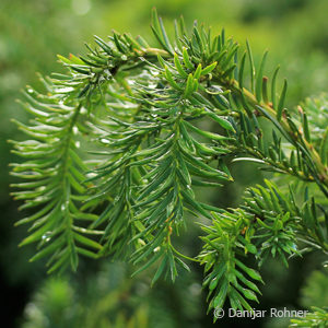 Taxus baccata'Repandens'