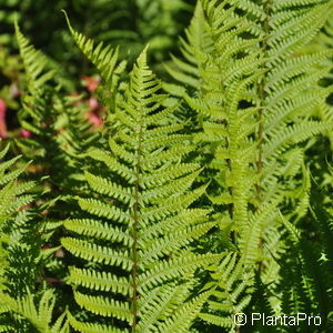 Dryopteris affinis