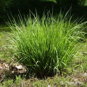 Molinia caerulea'Heidebraut'