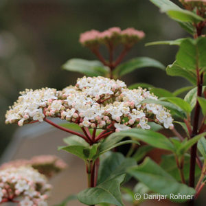 Viburnum tinus
