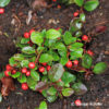 Gaultheria procumbens