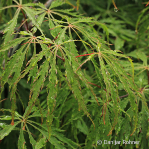 Acer palmatum'Dissectum'