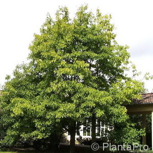 Quercus rubra