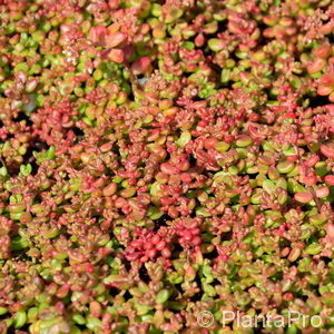 Sedum album'Coral Carpet'