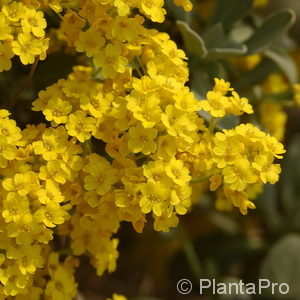 Aurinia saxatile'Compactum'