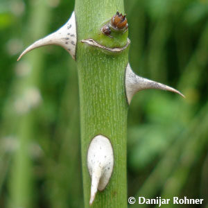 Wildrose Rosa canina