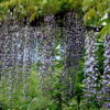 Wisteria floribundaf. macrobotrys