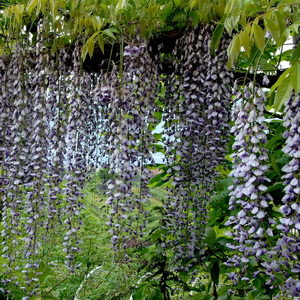 Wisteria floribundaf. macrobotrys