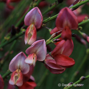 Cytisus praecox (x)'Hollandia'