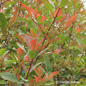 Photinia fraseri (x)'Red Robin'