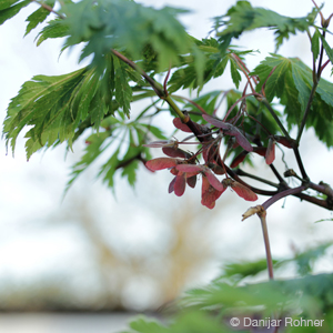 Acer japonicum'Aconitifolium'