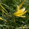 Hemerocallis citrina