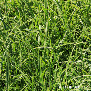 Carex morrowii'Ice Dancer'