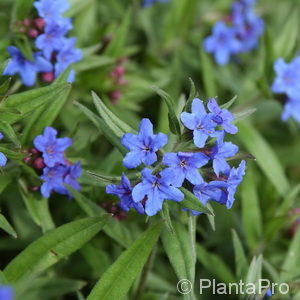 Buglossoides purpurocaerulea