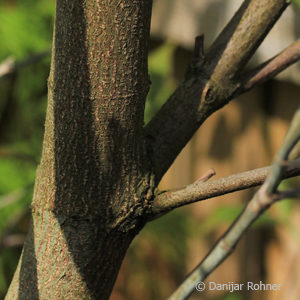 Cornus floridaf. rubra