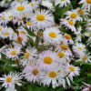Erigeron'Sommerneuschnee'
