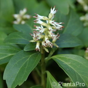 Pachysandra terminalis