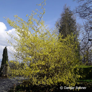 Corylopsis spicata