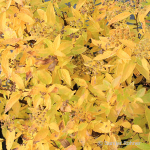 Spiraea japonica'Albiflora'