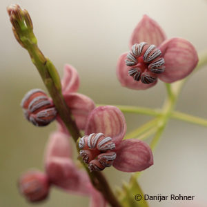 Akebia quinata