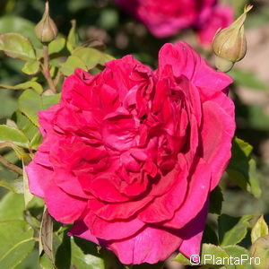 Englische Rose'The Dark Lady'