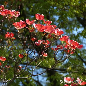 Cornus florida'Cherokee Chief'