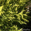 Thuja occidentalis'Sunkist'