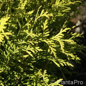 Thuja occidentalis'Sunkist'