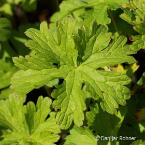 Geranium himalayense'Gravetye'