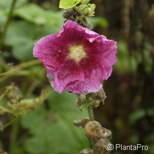 Alcea rosea'Pleniflora' rot