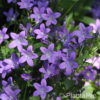 Campanula portenschlagiana