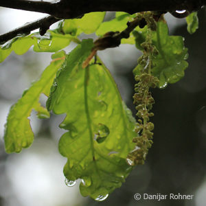 Quercus robur