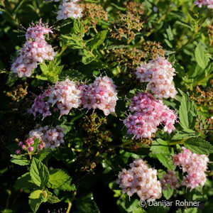 Spiraea japonica'Little Princess'