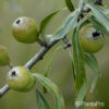 Pyrus salicifolia