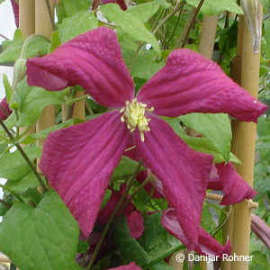 Clematis'Madame Julia Correvon'