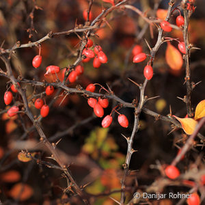 Berberis thunbergii